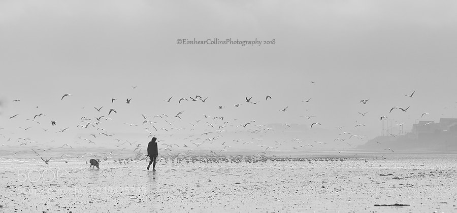 Canon EOS 5D Mark IV sample photo. Laytown , county meath photography