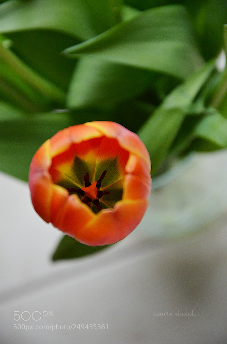 Nikon D7000 sample photo. Tulip photography