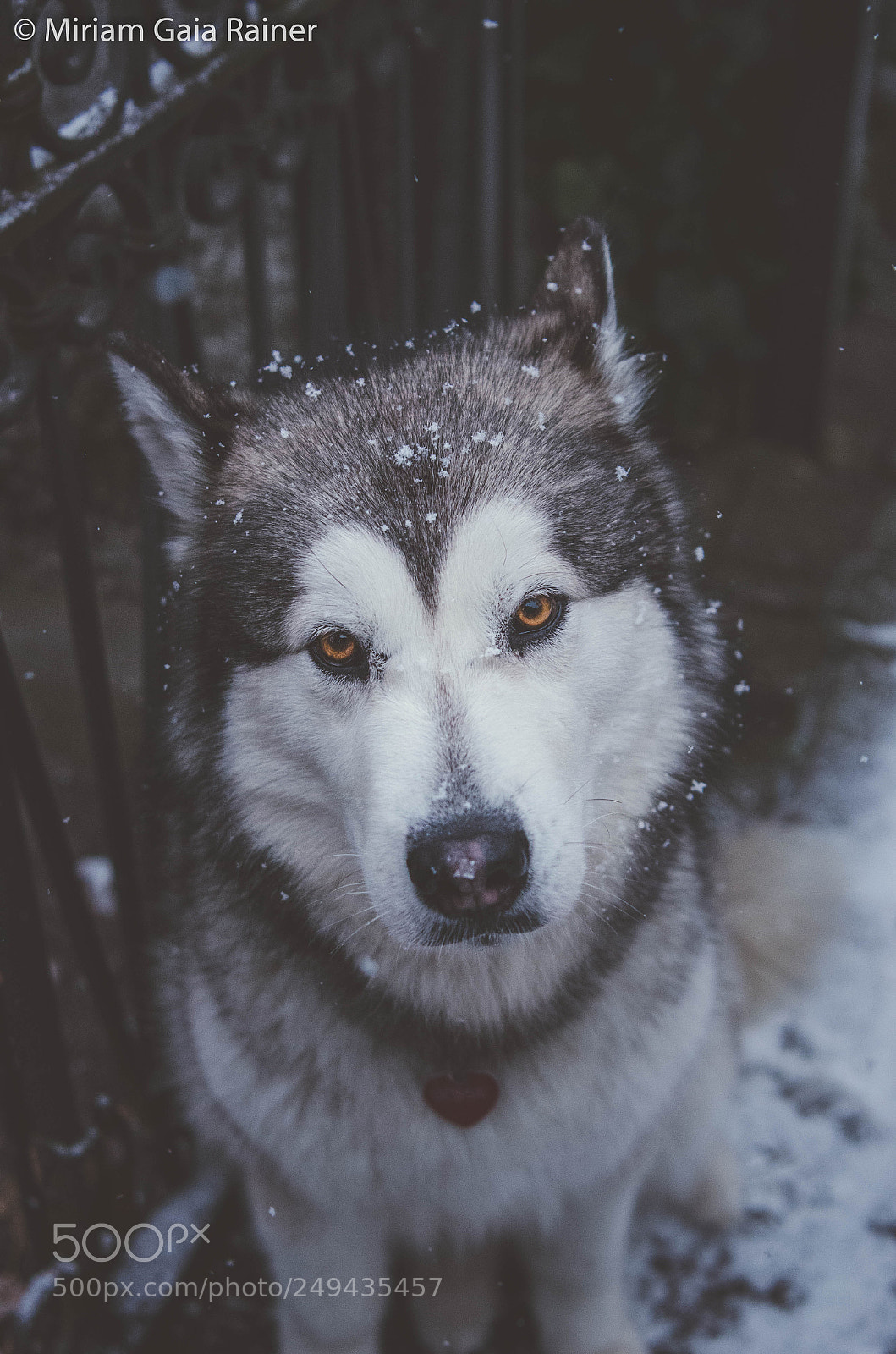 Nikon D7000 sample photo. Not enough snow photography