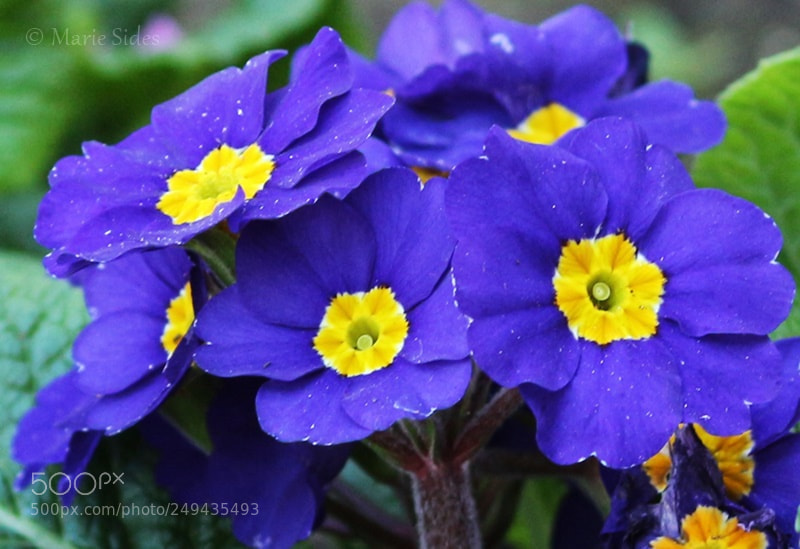 Canon EOS 100D (EOS Rebel SL1 / EOS Kiss X7) sample photo. Purple flowers photography