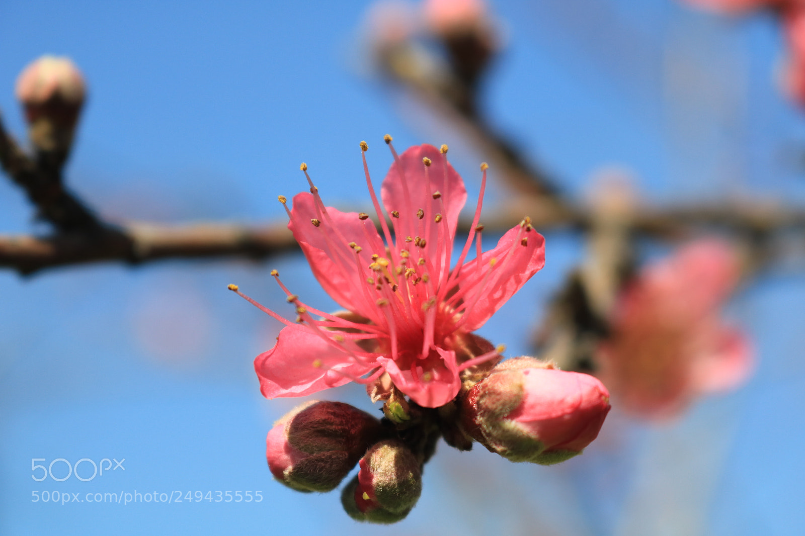 Canon EOS 750D (EOS Rebel T6i / EOS Kiss X8i) sample photo. Untitled photography