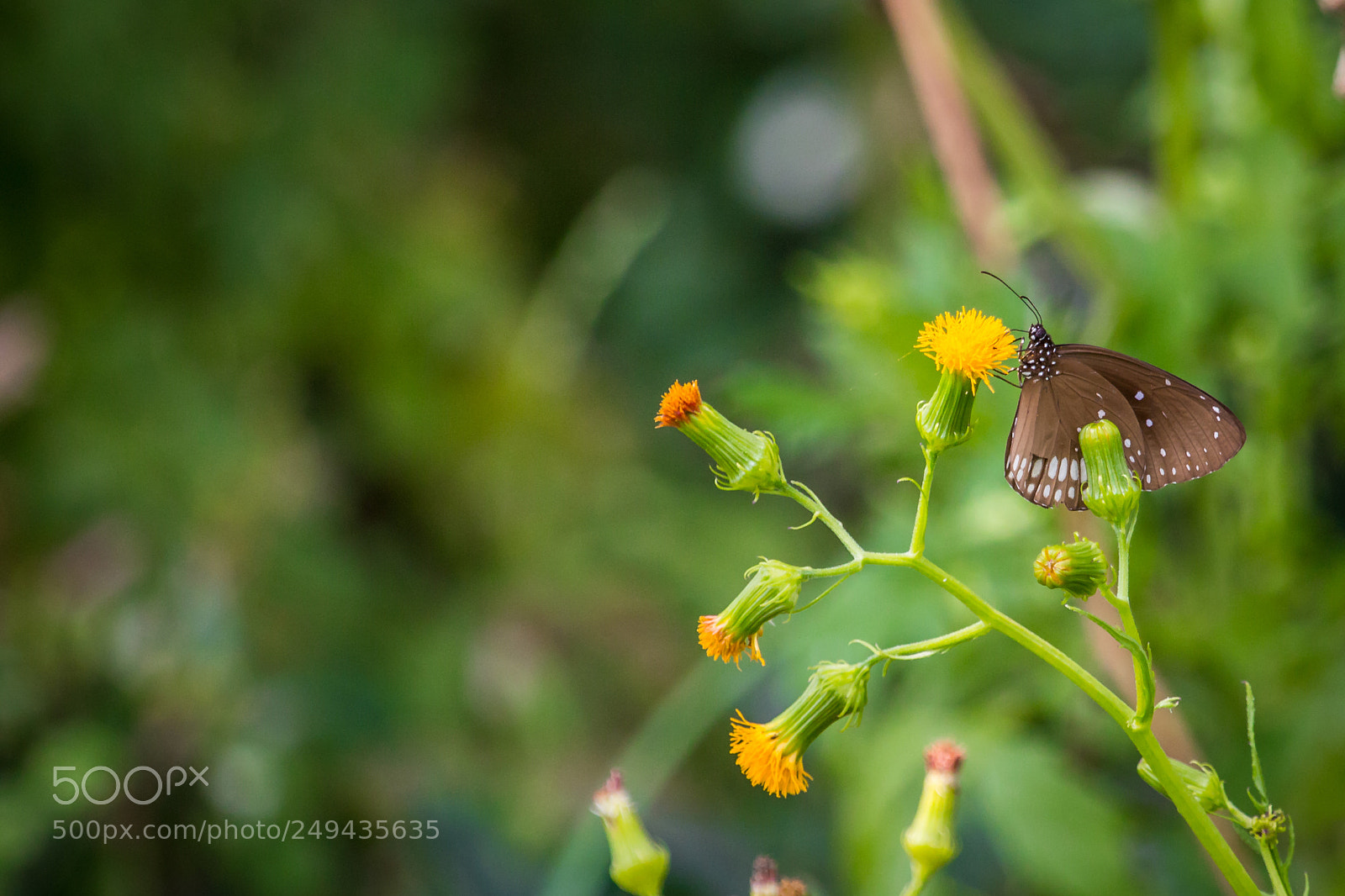 Canon EOS 70D sample photo. Butterfly photography