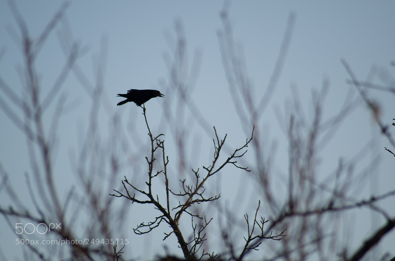 Pentax K-30 sample photo. Crow on a tree photography