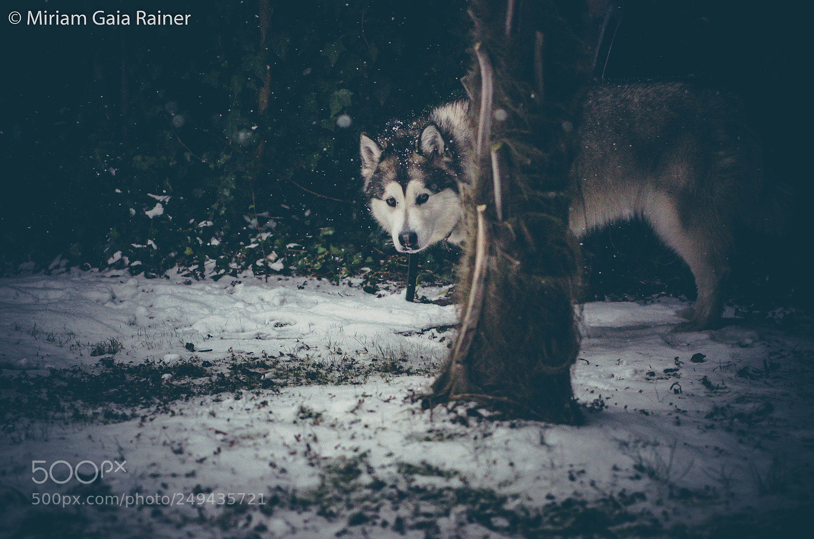 Nikon D7000 sample photo. Peek a boo! photography