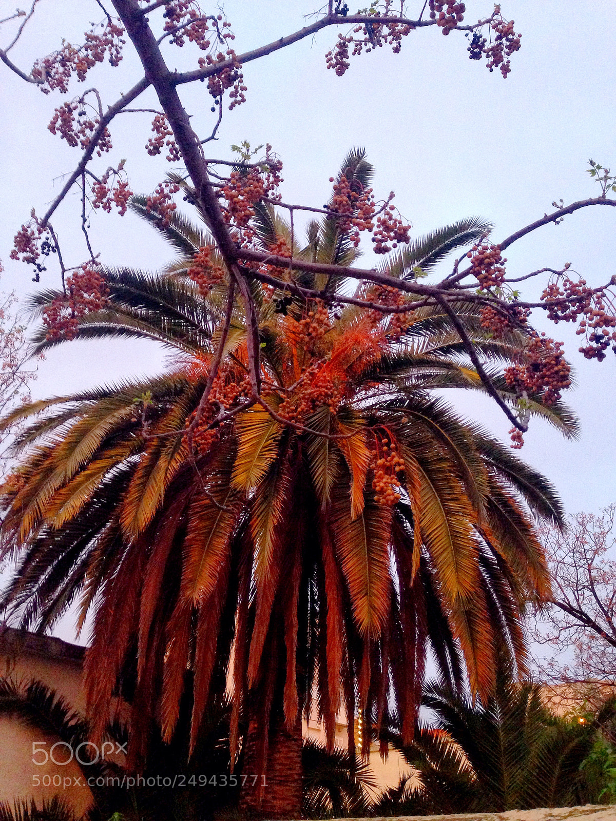 Apple iPhone 5 sample photo. The palm of morocco photography