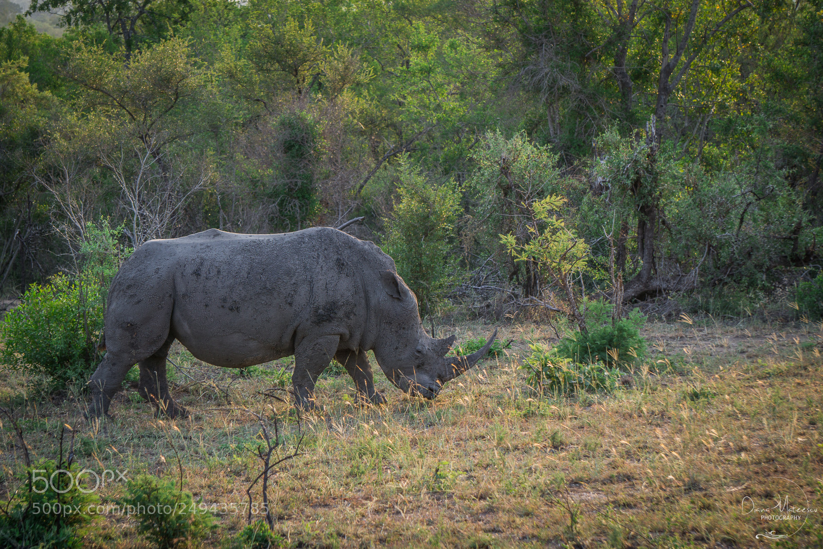 Sony a6000 sample photo. White rhino ii photography