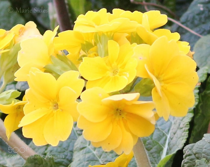 Canon EOS 100D (EOS Rebel SL1 / EOS Kiss X7) sample photo. Yellow flowers photography