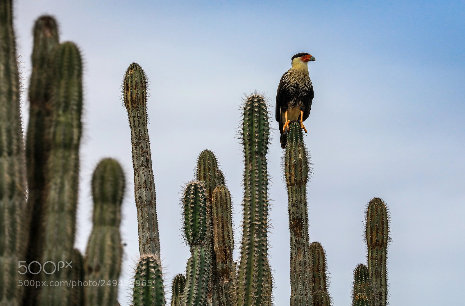 Canon EOS 5DS R sample photo. 171a8139-17.jpg photography