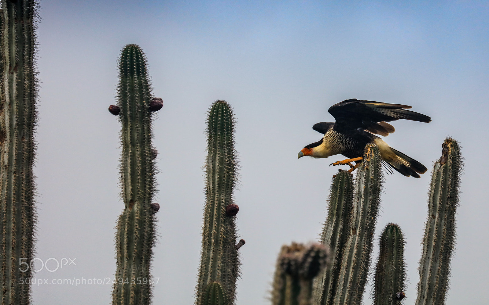 Canon EOS 5DS R sample photo. 171a8135-16.jpg photography