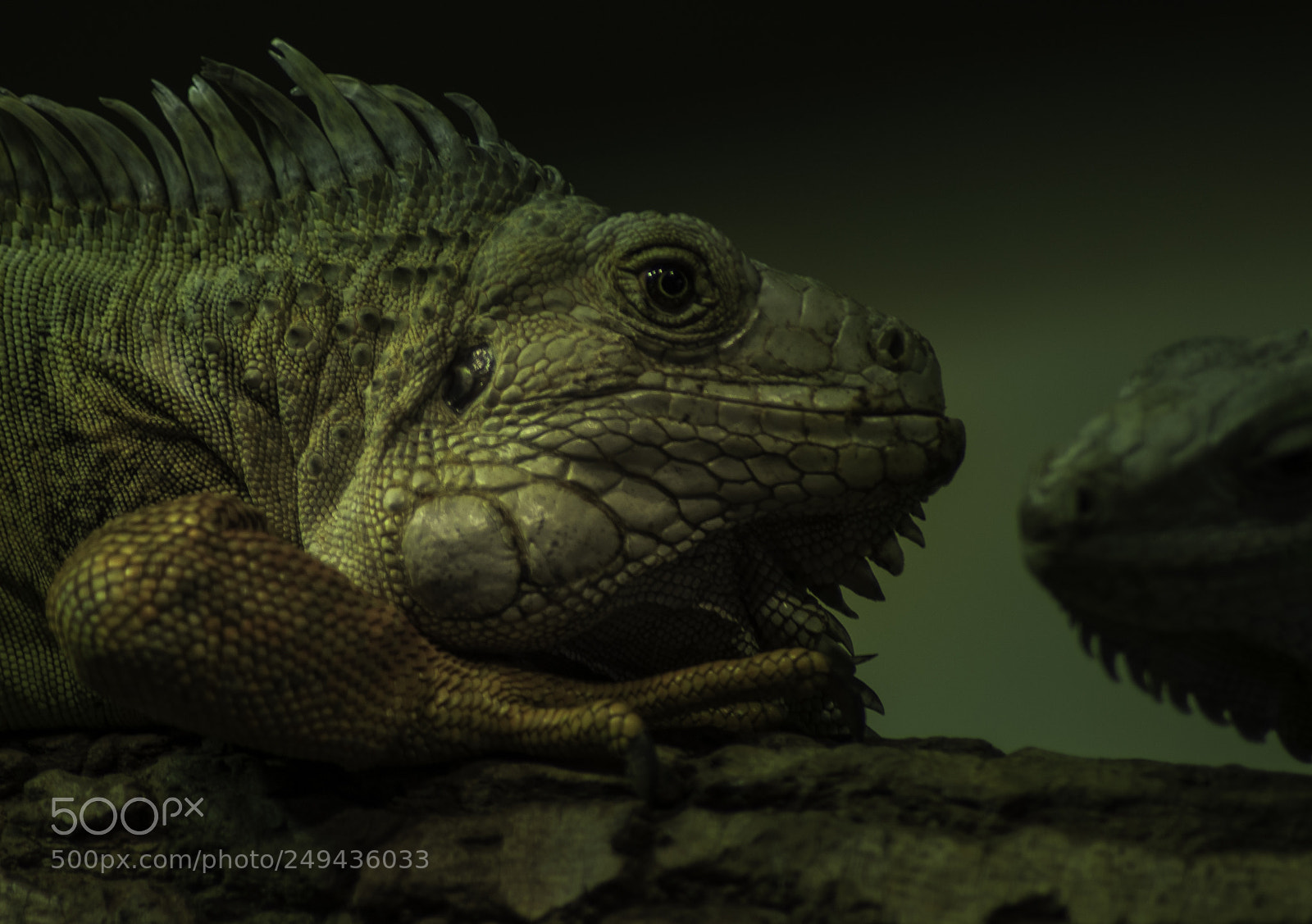 Nikon D5000 sample photo. Lizard photography
