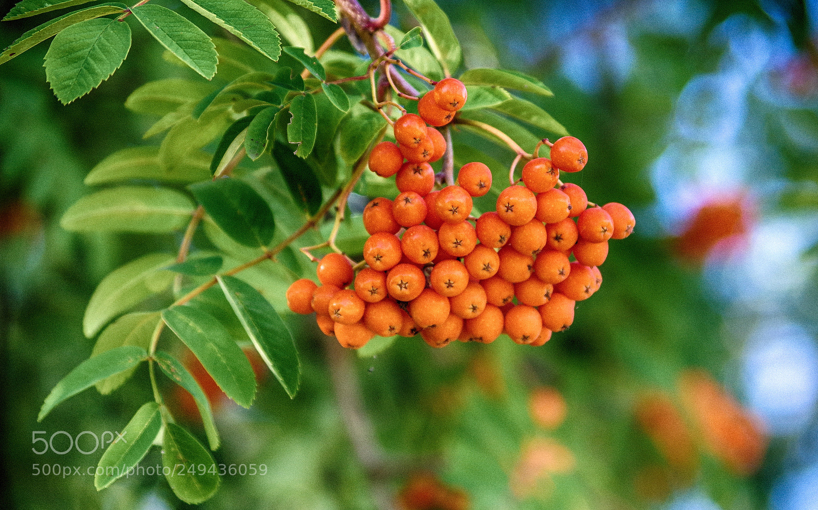 Pentax K-S2 sample photo. Vogelbeeren photography