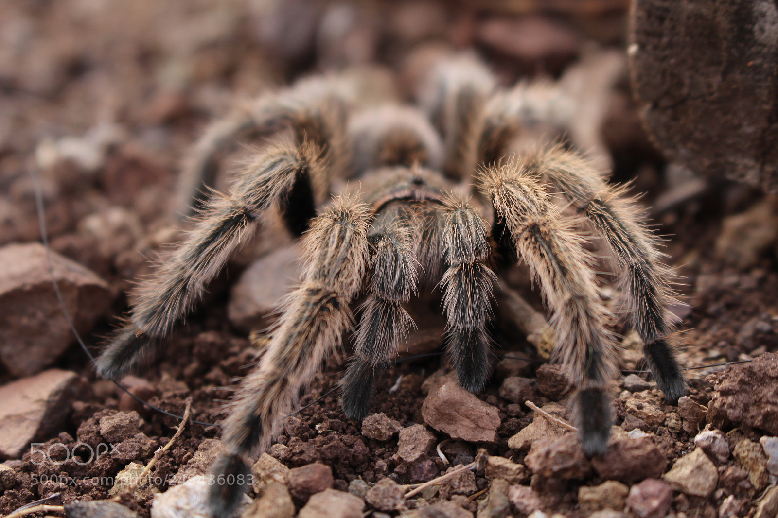 Canon EOS 700D (EOS Rebel T5i / EOS Kiss X7i) sample photo. Eigth legs eigth eyes photography