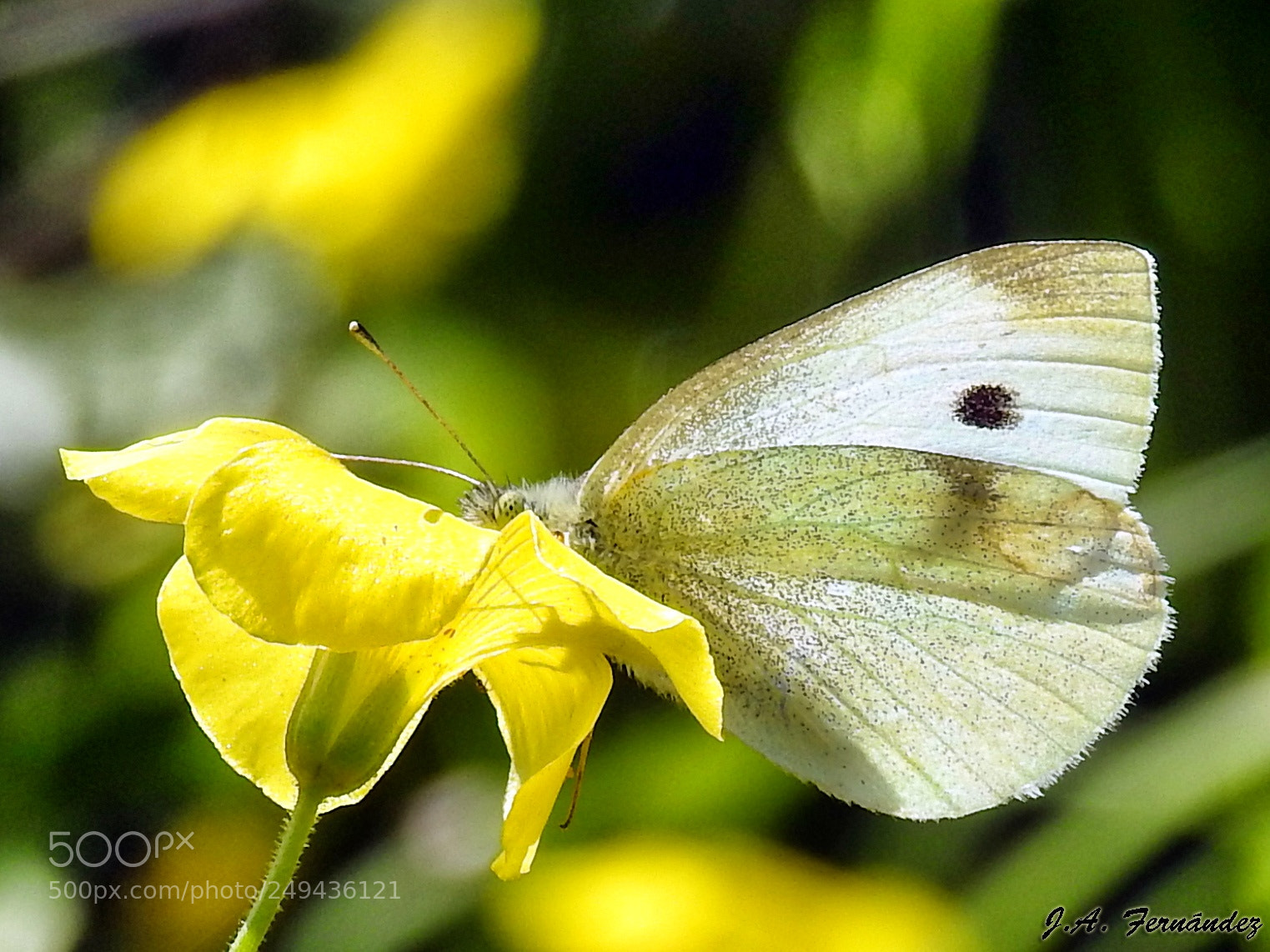 Nikon Coolpix P900 sample photo. White wood butterfly photography