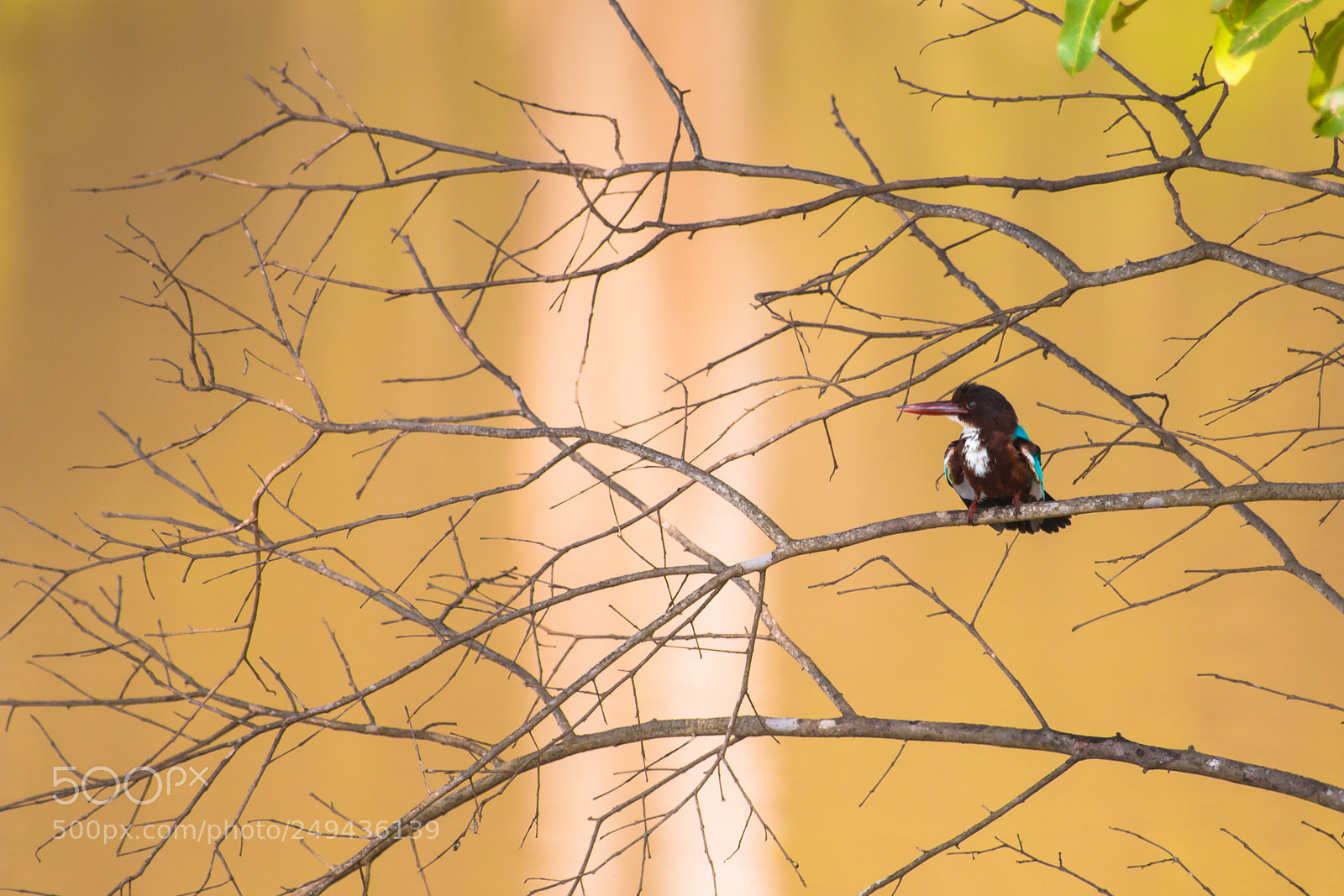 Canon EOS 70D sample photo. The king fisher photography