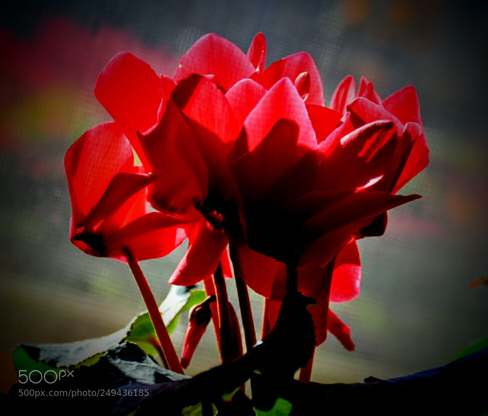 Nikon D5300 sample photo. Red... photography