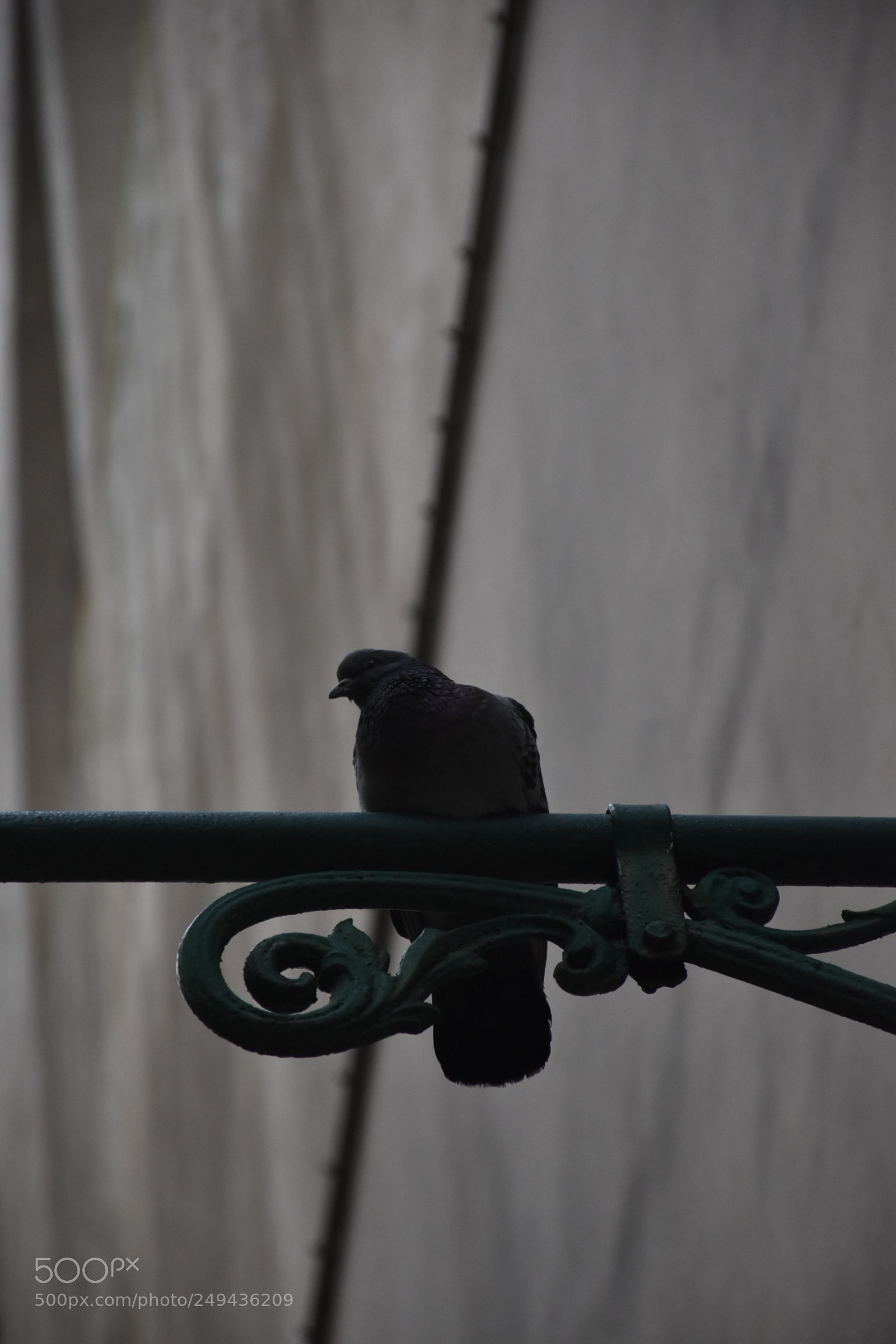 Nikon D5600 sample photo. Untitled photography