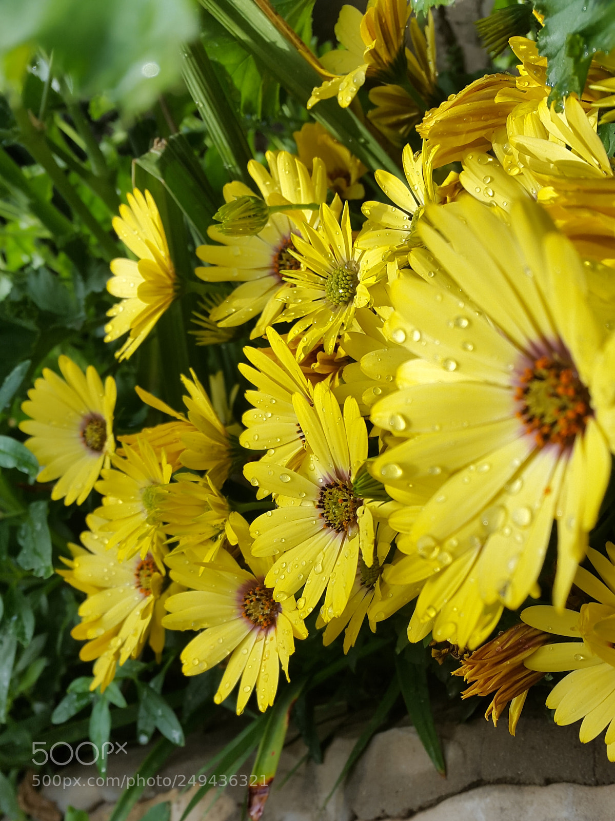 Samsung Galaxy S5 sample photo. Cone flower photography