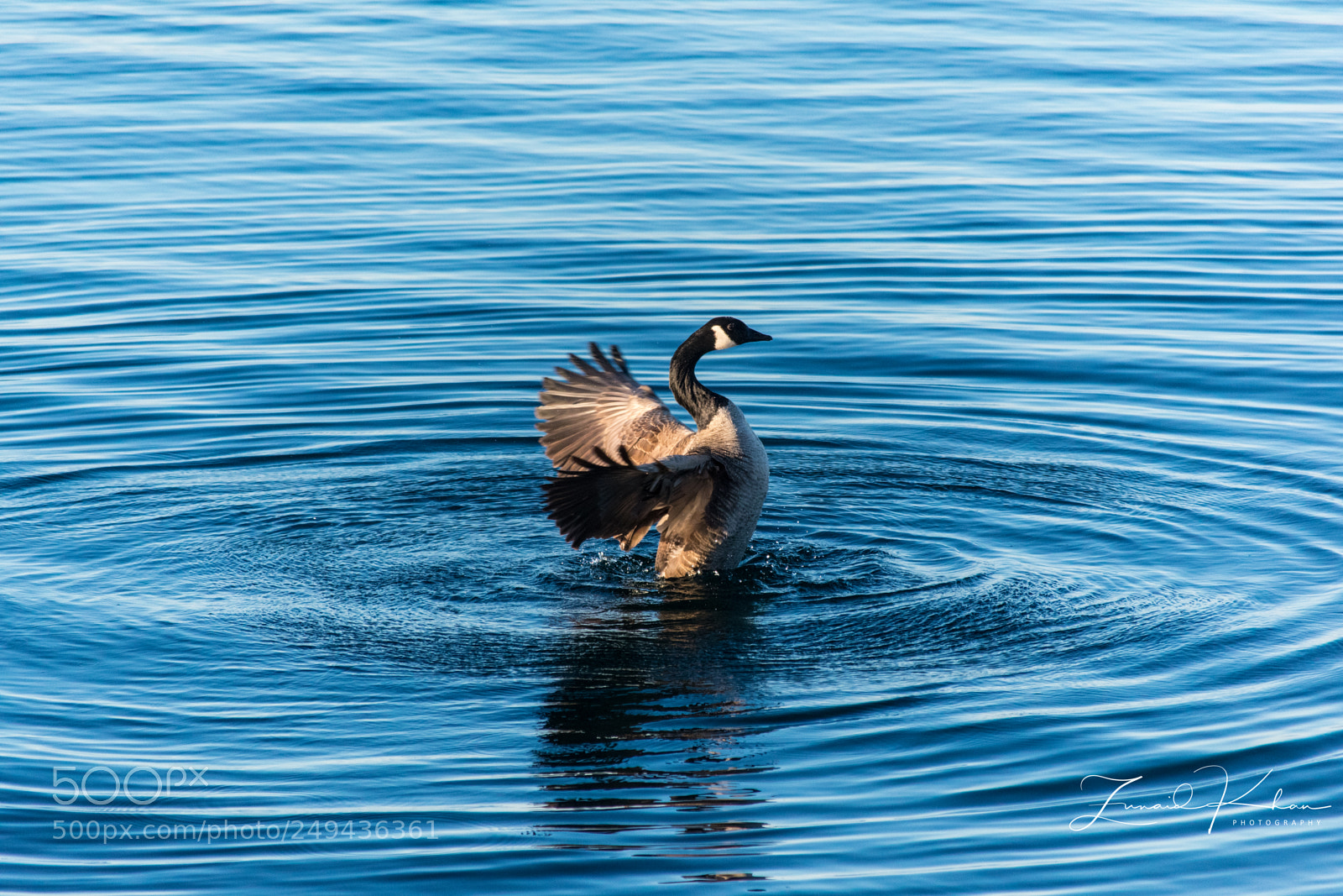 Nikon D3400 sample photo. Canada goose photography
