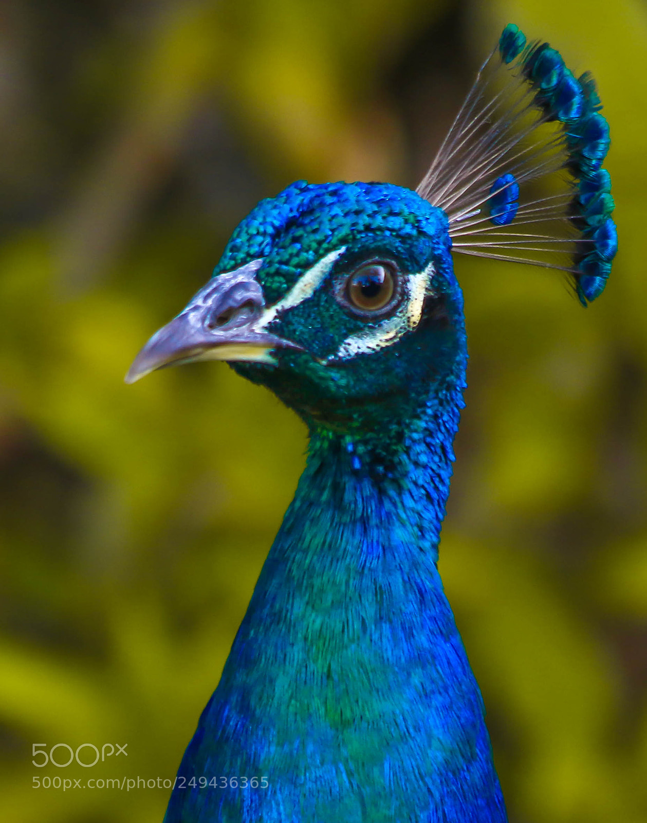 Canon EOS 70D sample photo. Blue beauty photography