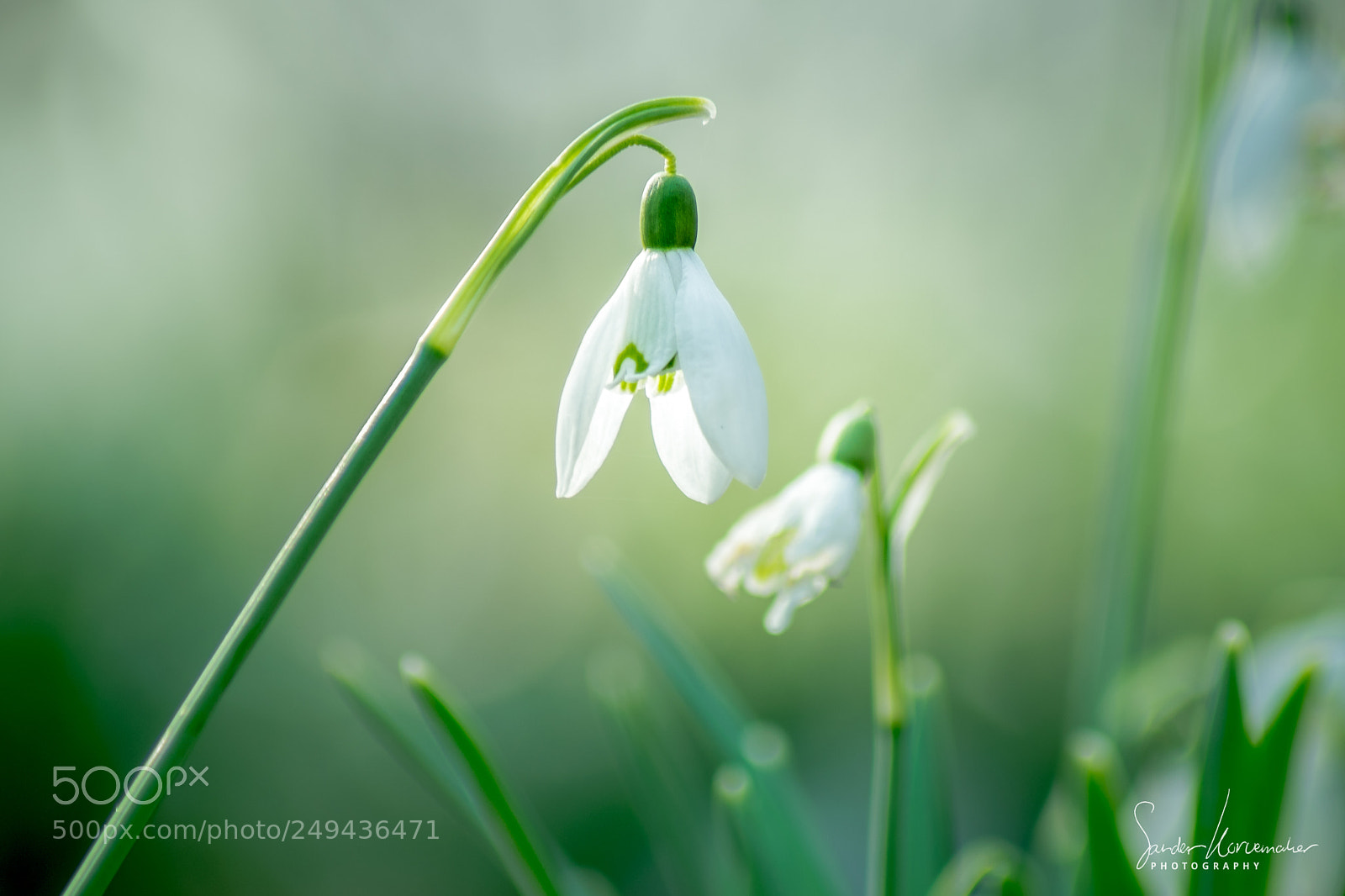 Nikon D5300 sample photo. Snowdrop photography