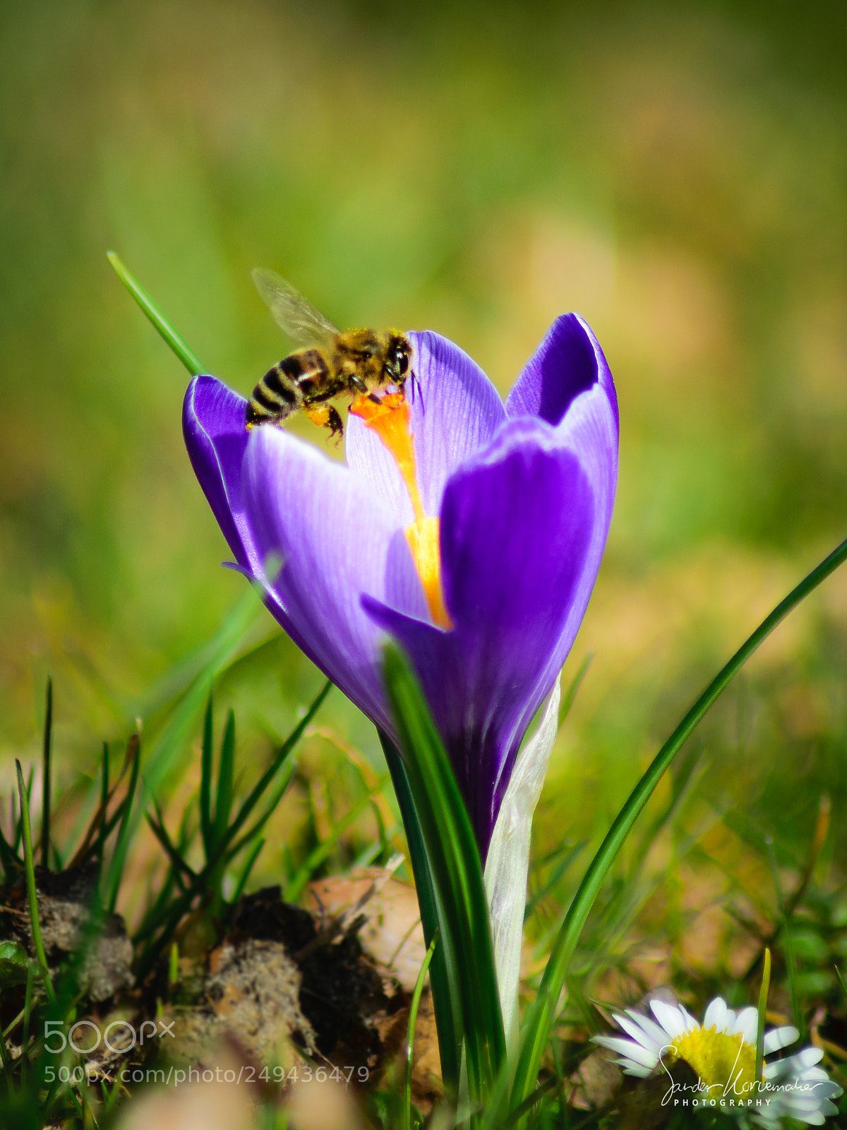 Nikon D5300 sample photo. Crocus photography