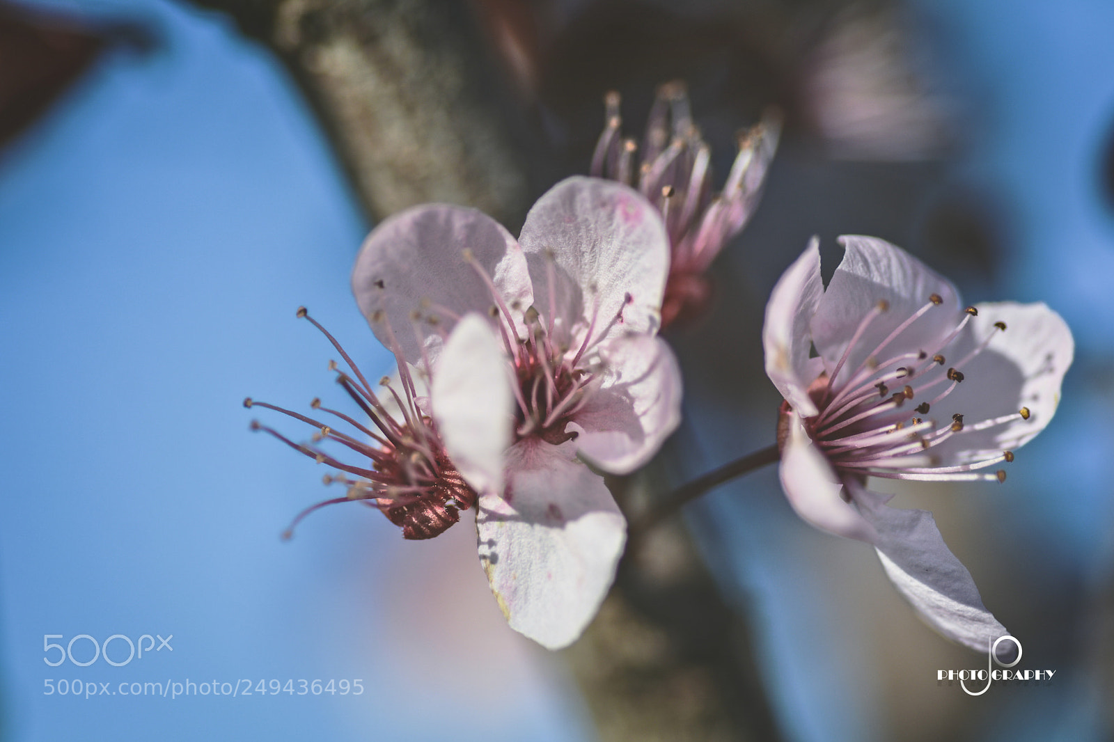 Nikon D7100 sample photo. Flower photography