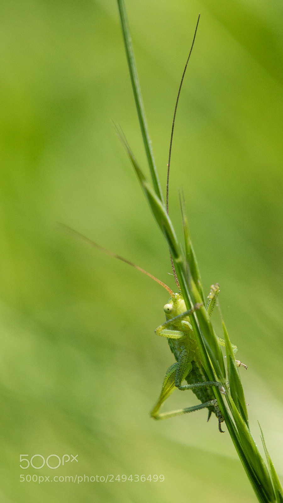 Sony a6300 sample photo. Nuances d'été photography