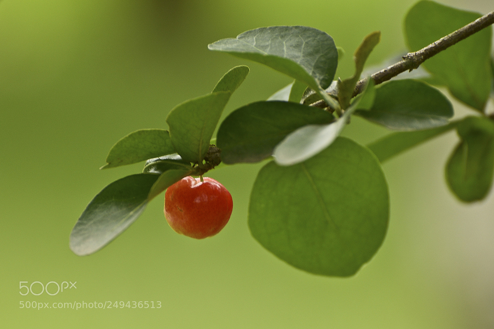 Nikon D7100 sample photo. A natureza sempre gerando photography