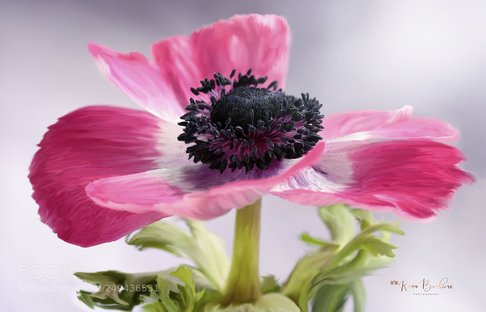 Canon EOS 750D (EOS Rebel T6i / EOS Kiss X8i) sample photo. Thinking in pink photography