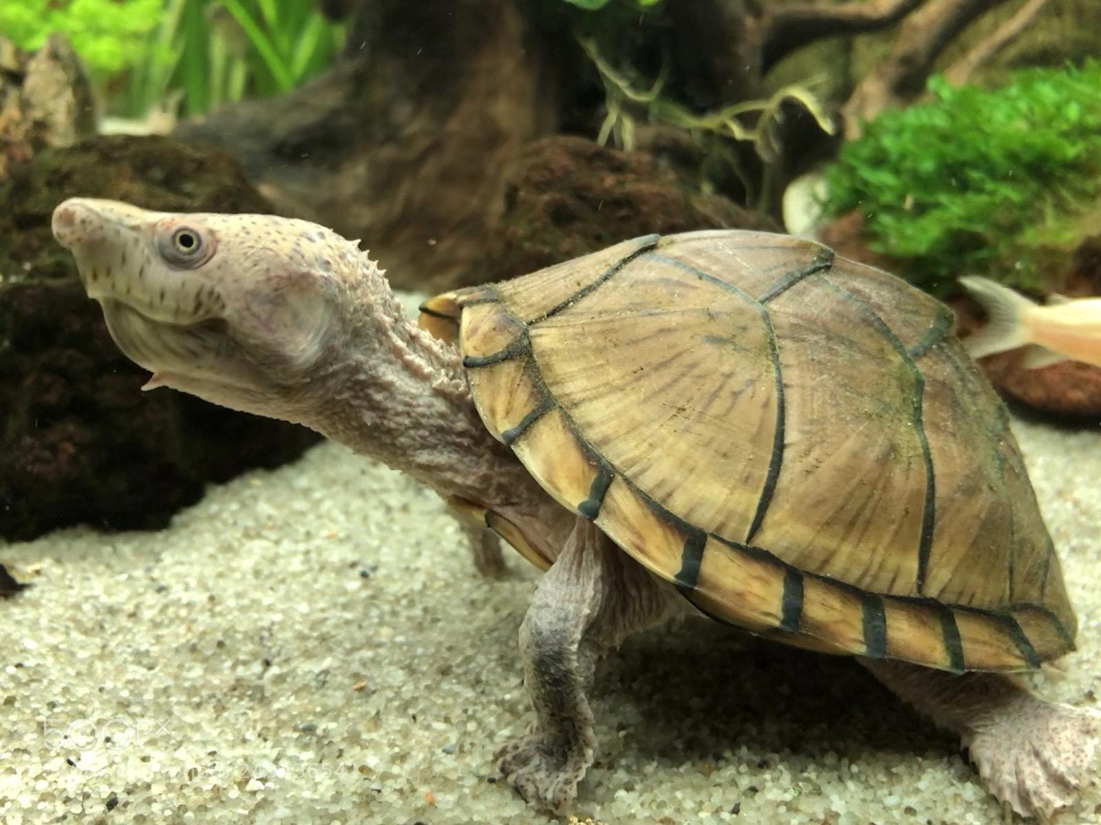 Apple iPhone X sample photo. Turtle photography