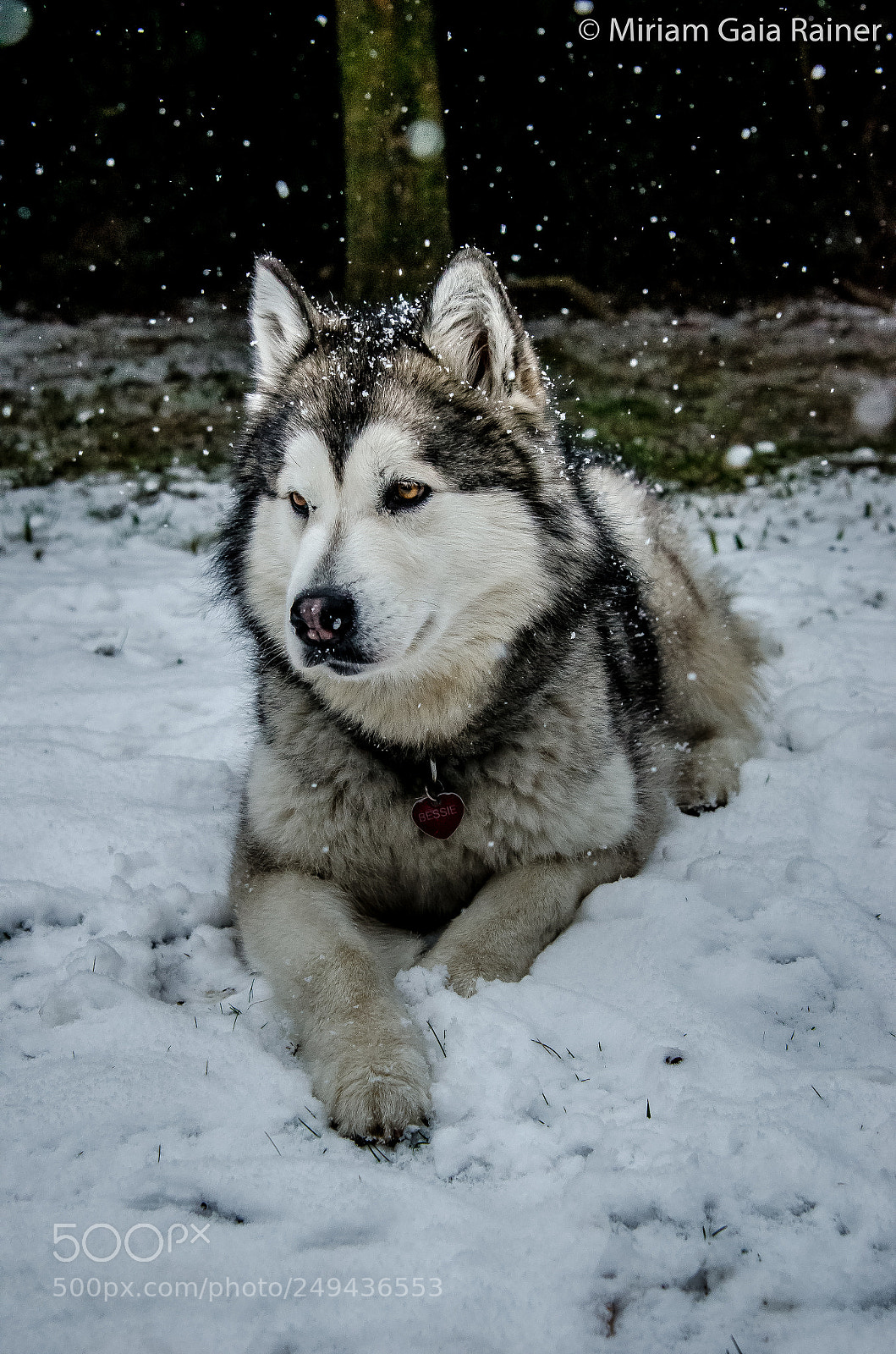 Nikon D7000 sample photo. Like a queen photography