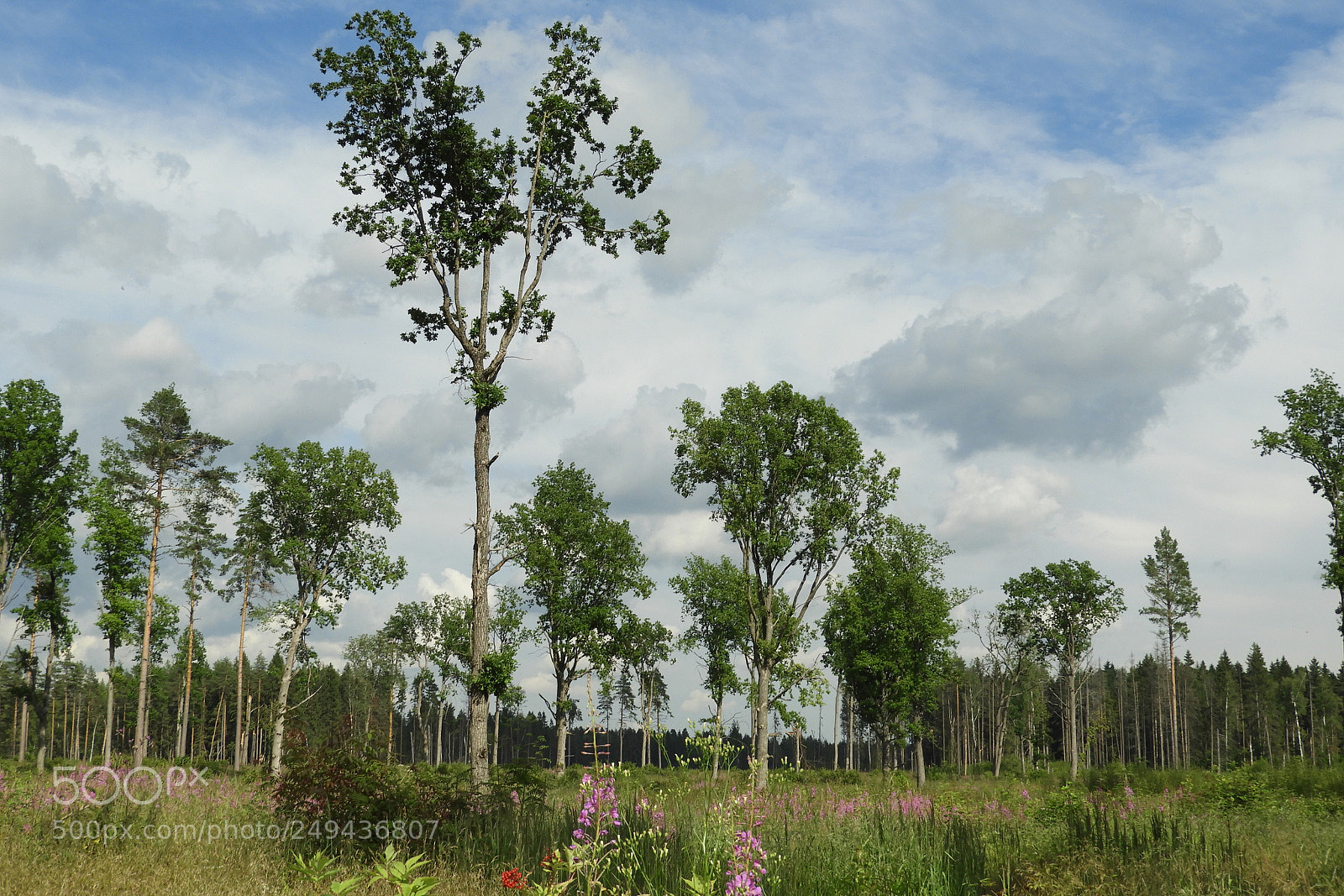 Nikon Coolpix B700 sample photo. After effects of bark photography