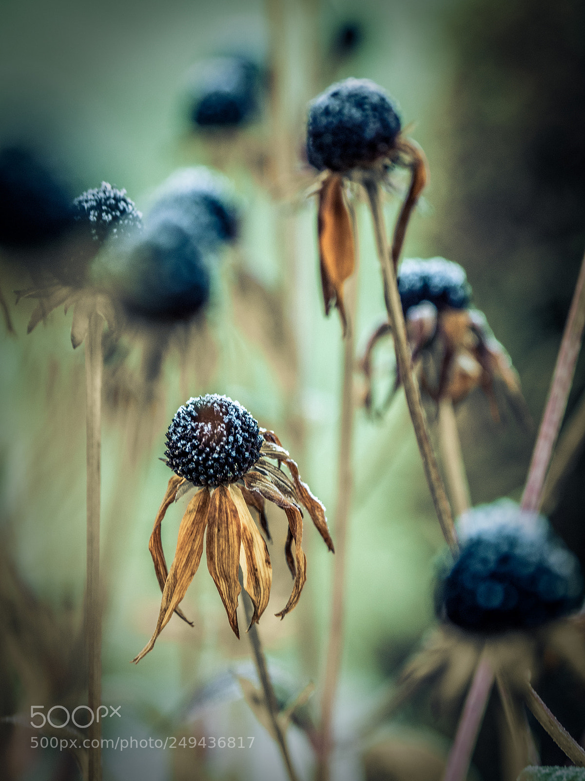 Olympus OM-D E-M1 Mark II sample photo. Tulpaner i celofan och photography