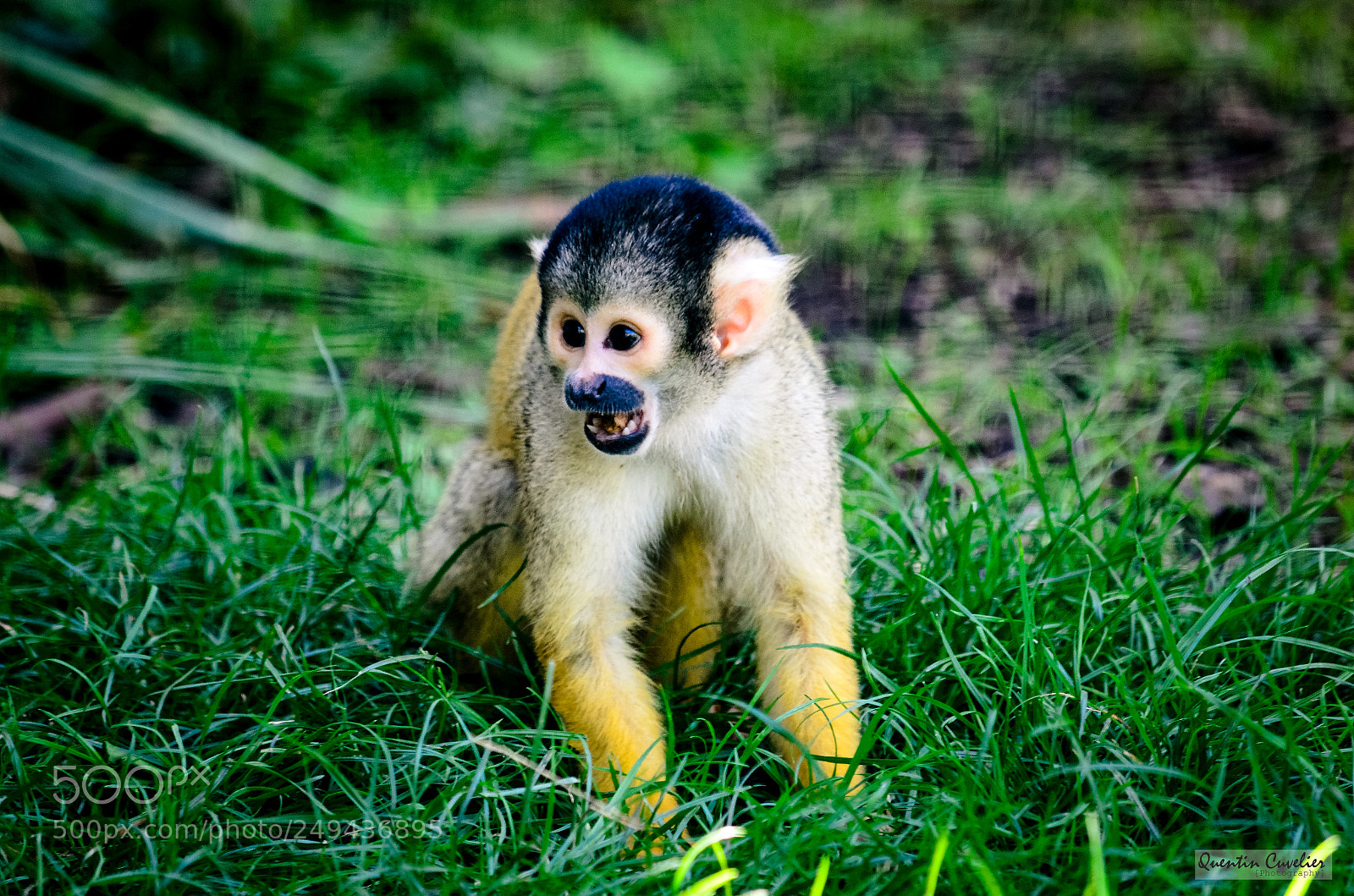 Nikon D7000 sample photo. Mini monkey photography
