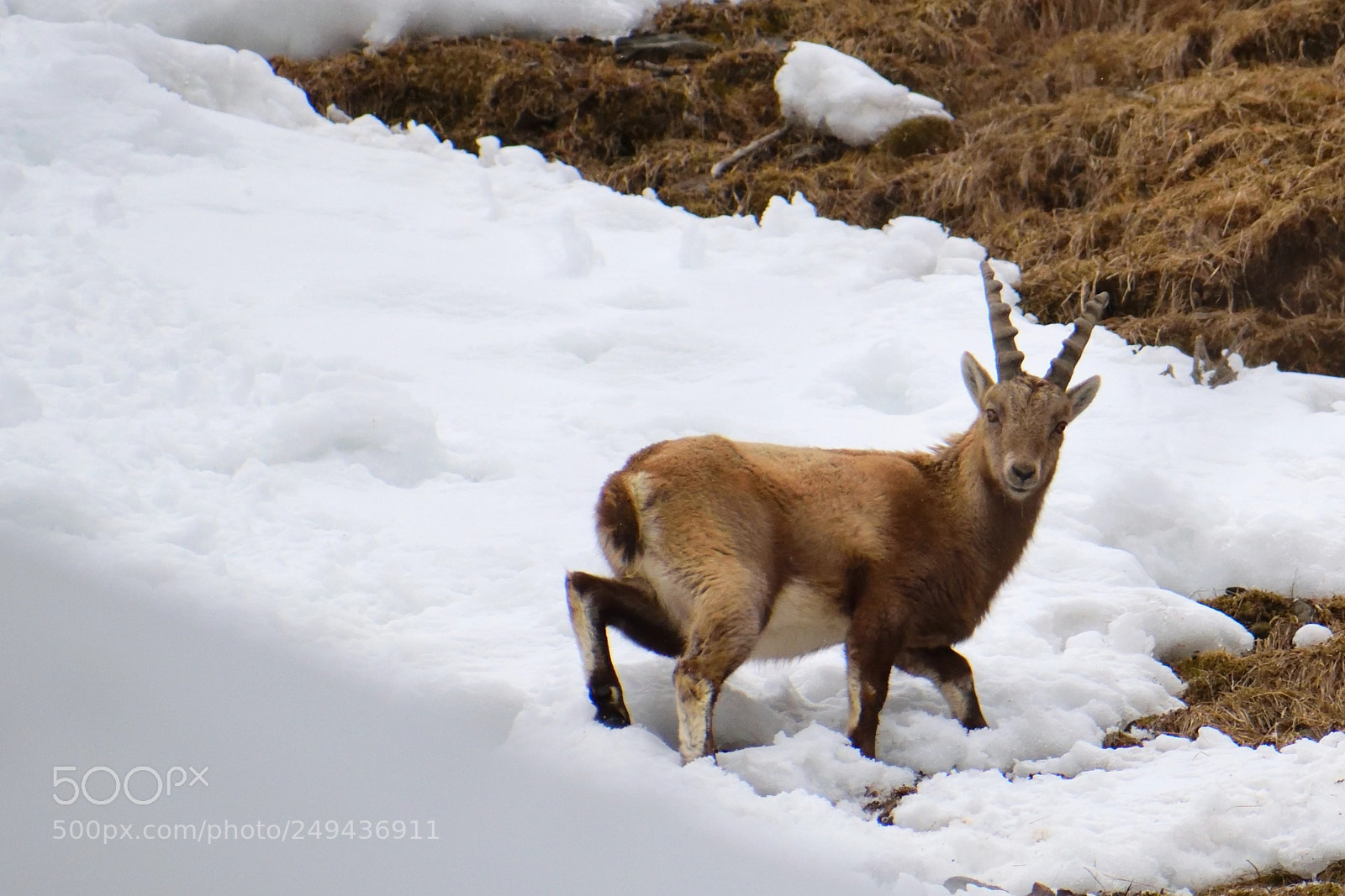 Nikon D3300 sample photo. Ibex in snow photography