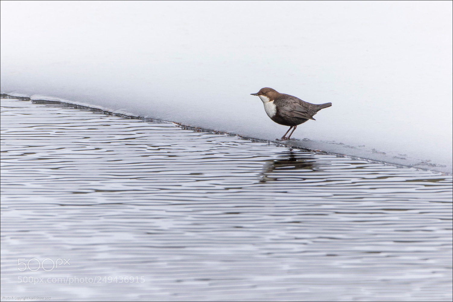 Canon EOS 7D Mark II sample photo. White-throated dipper photography