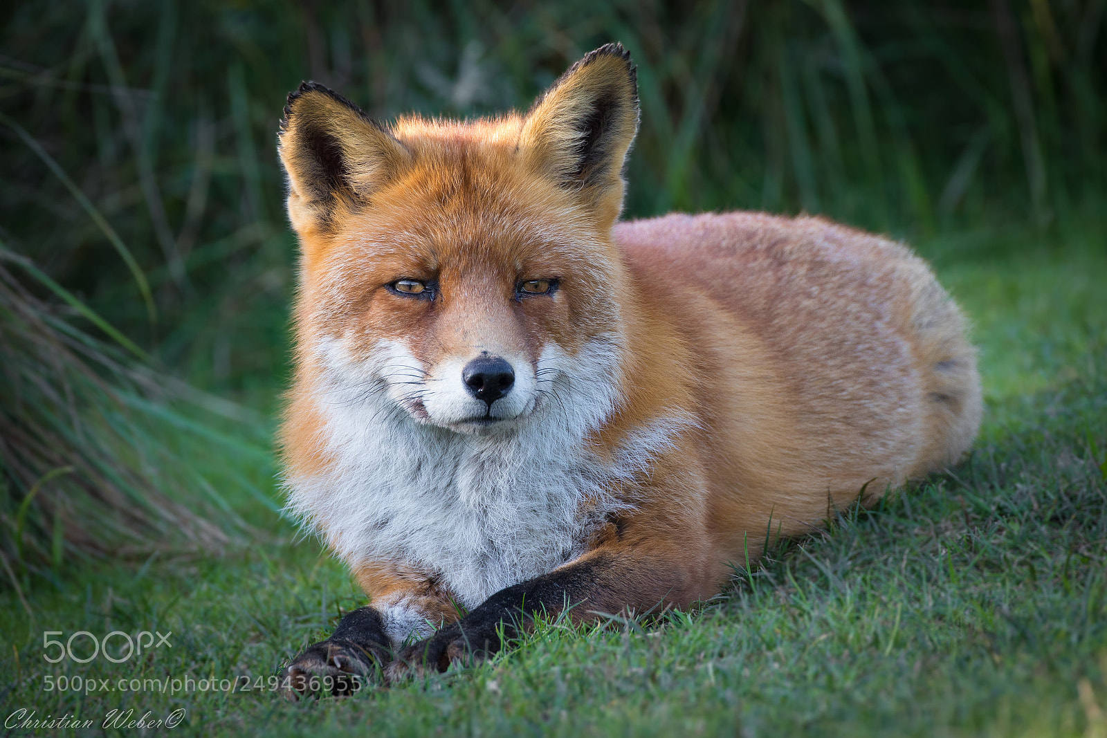 Canon EOS 5D Mark IV sample photo. Fuchs photography