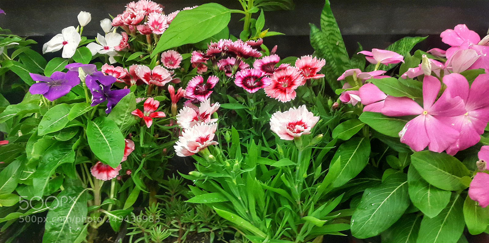 Samsung Galaxy S5 sample photo. Garden. photography