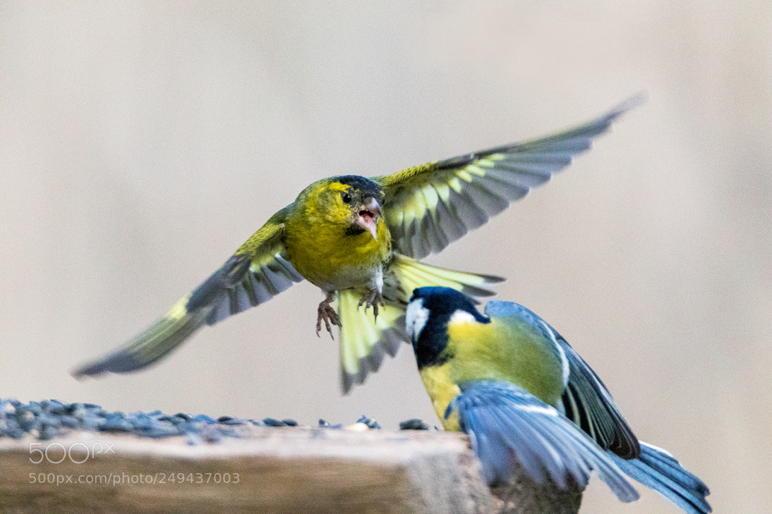 Canon EOS 7D Mark II sample photo. Cinciallegra vs lucherino photography