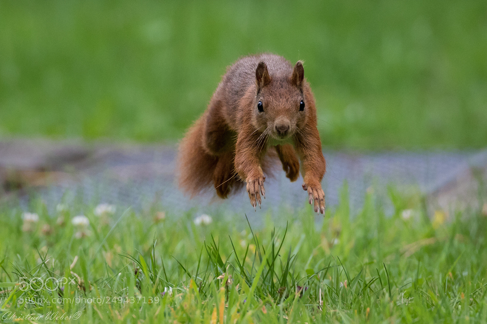Canon EOS 5D Mark IV sample photo. Squirrel photography