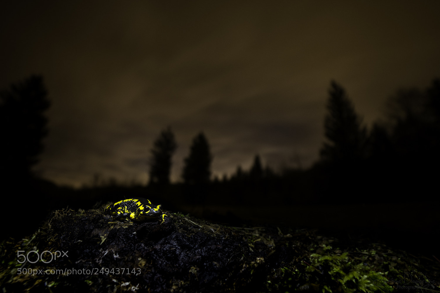 Nikon D610 sample photo. Salamandre photography