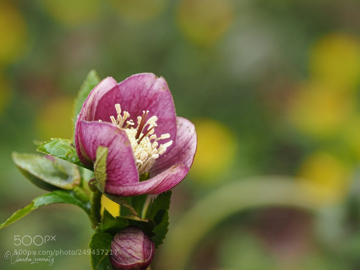 Olympus OM-D E-M1 sample photo. ... christrose ... photography