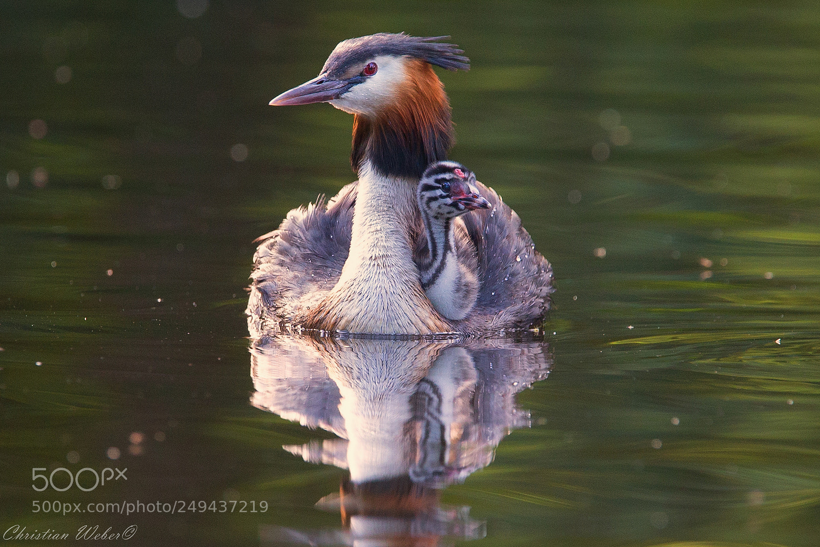 Canon EOS-1D X sample photo. Haubentaucher photography