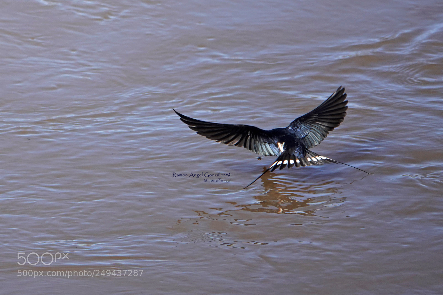 Sony Cyber-shot DSC-RX10 IV sample photo. Barn swallow touching the photography