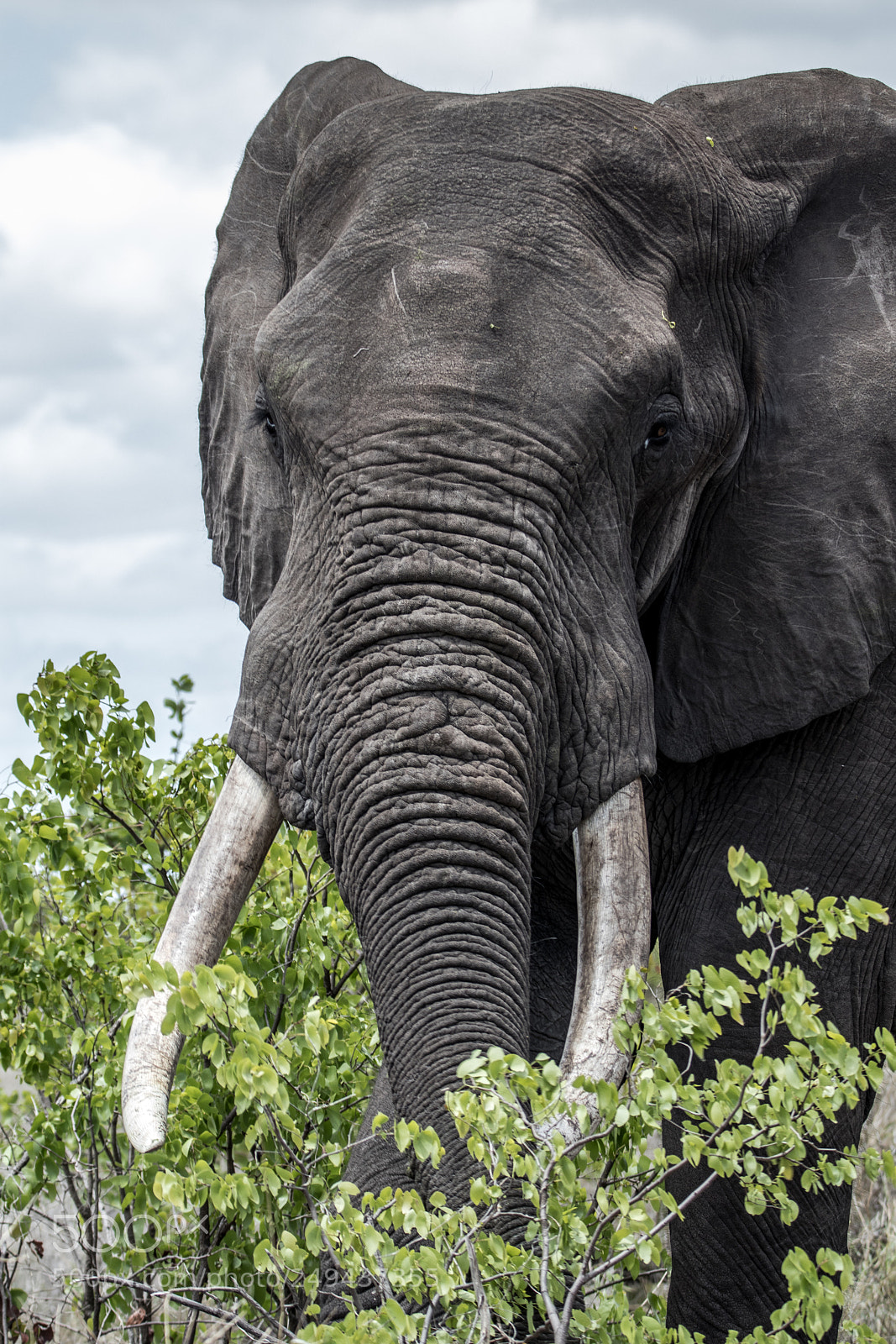 Canon EOS 80D sample photo. Kruger 25 photography