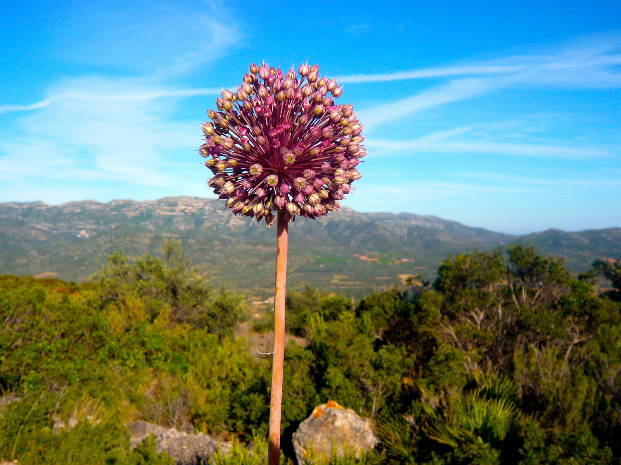 Panasonic DMC-FX30 sample photo. Porro silvestre. puerro silvestre photography