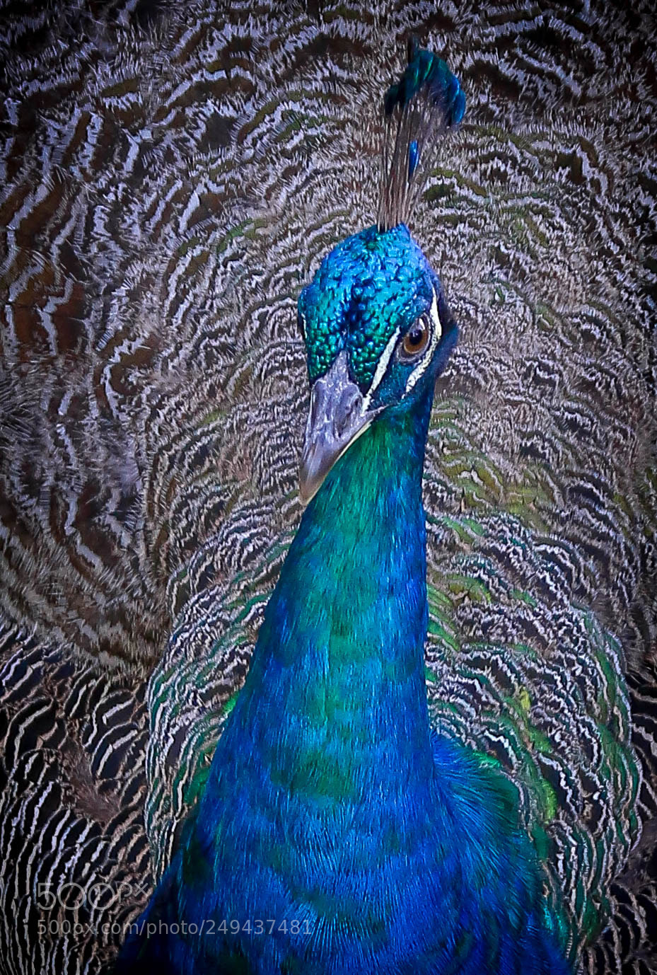 Canon EOS 70D sample photo. Peacock photography