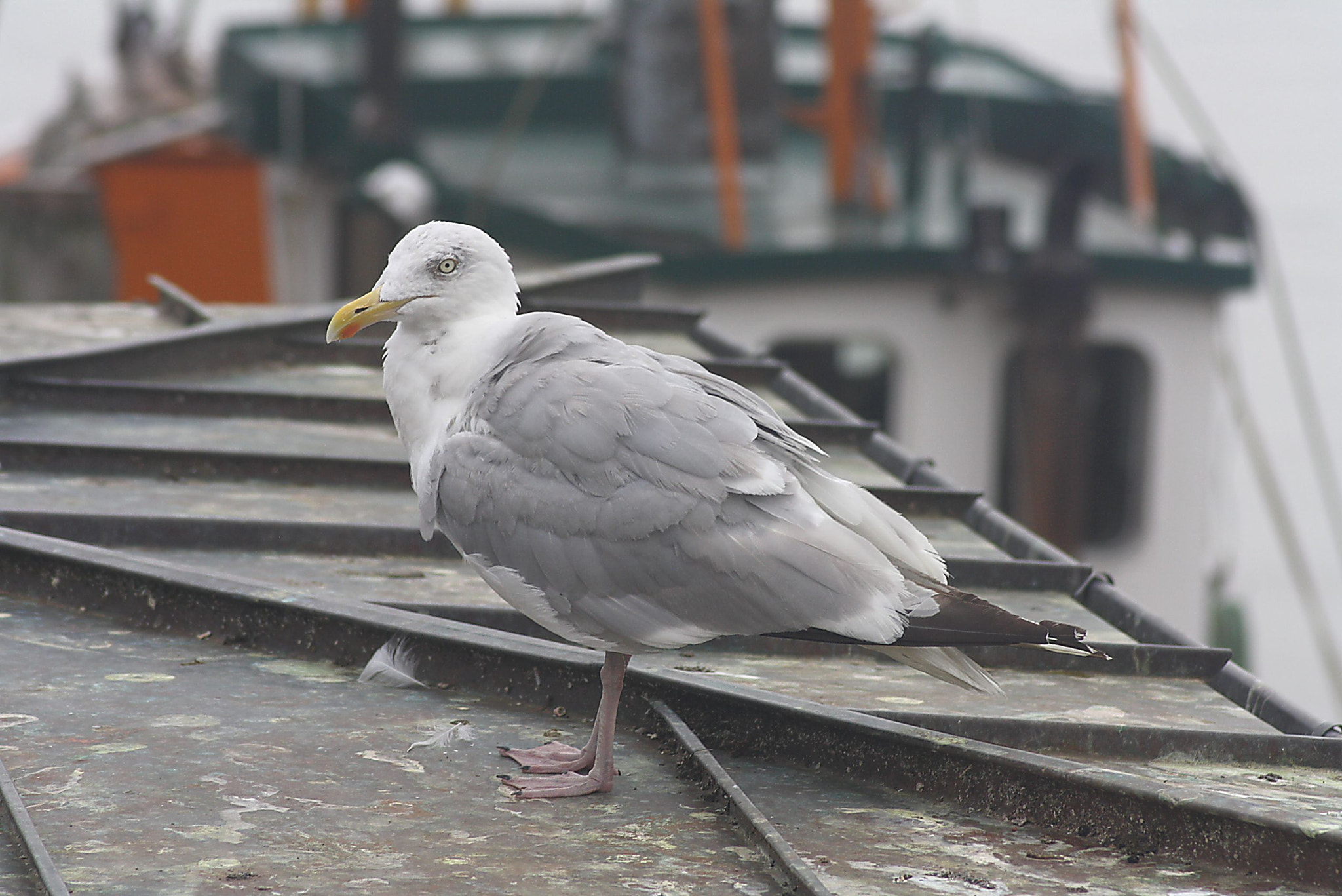 Canon EOS 1000D (EOS Digital Rebel XS / EOS Kiss F) sample photo. Möwe in greetsiel photography