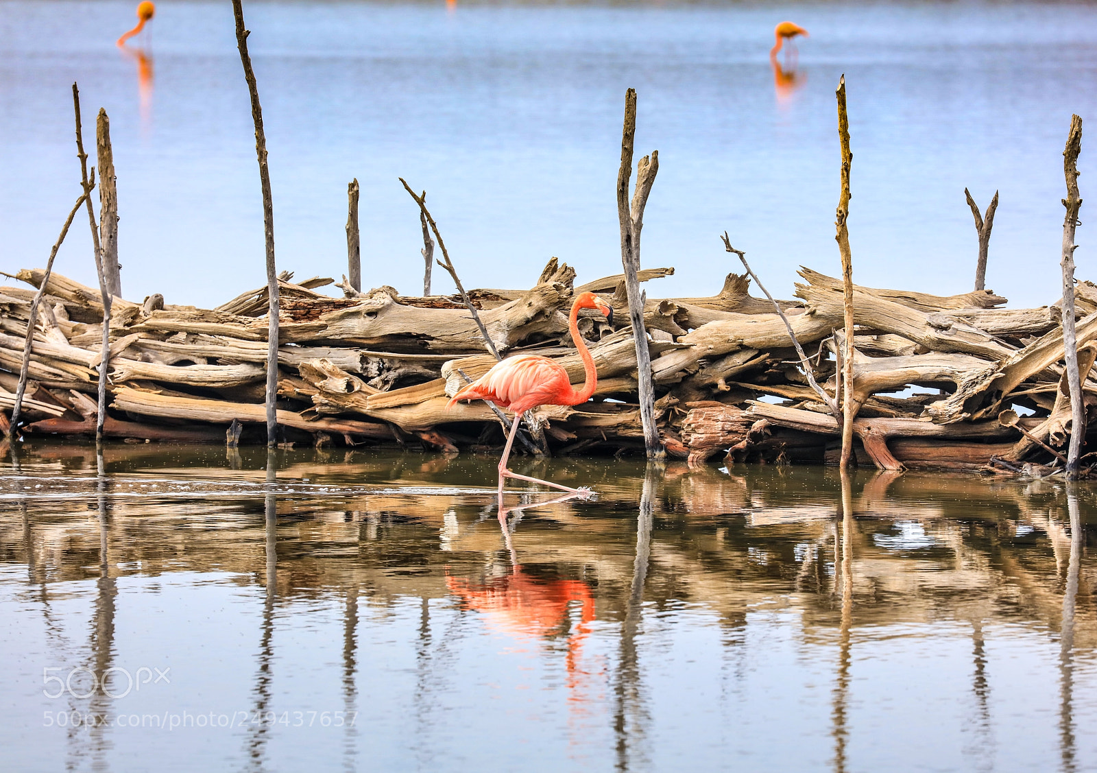 Canon EOS 5DS R sample photo. 171a8153-1.jpg photography