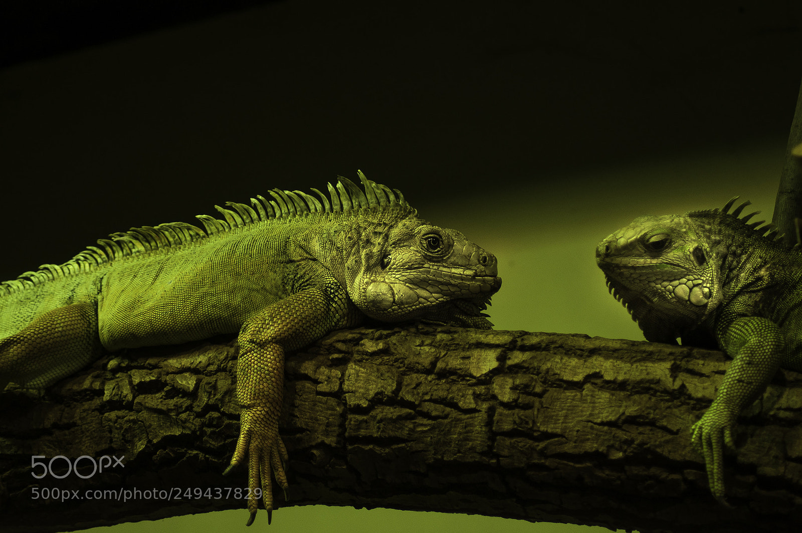 Nikon D5000 sample photo. Lizard photography